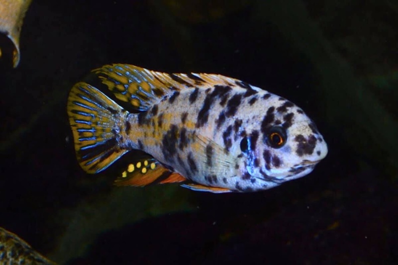 Labeotropheus fuelleborni 'Thumbi West Island'